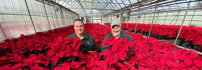 A1-Poinsettia-1.jpg
